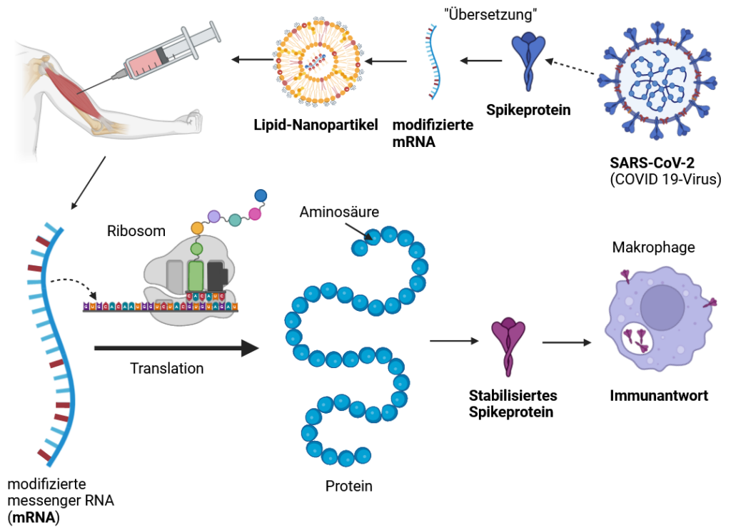 Ablauf der Immunisierung mit einem mRNA-Impfstoff, von der Applikation bis zur Immunantwort. 