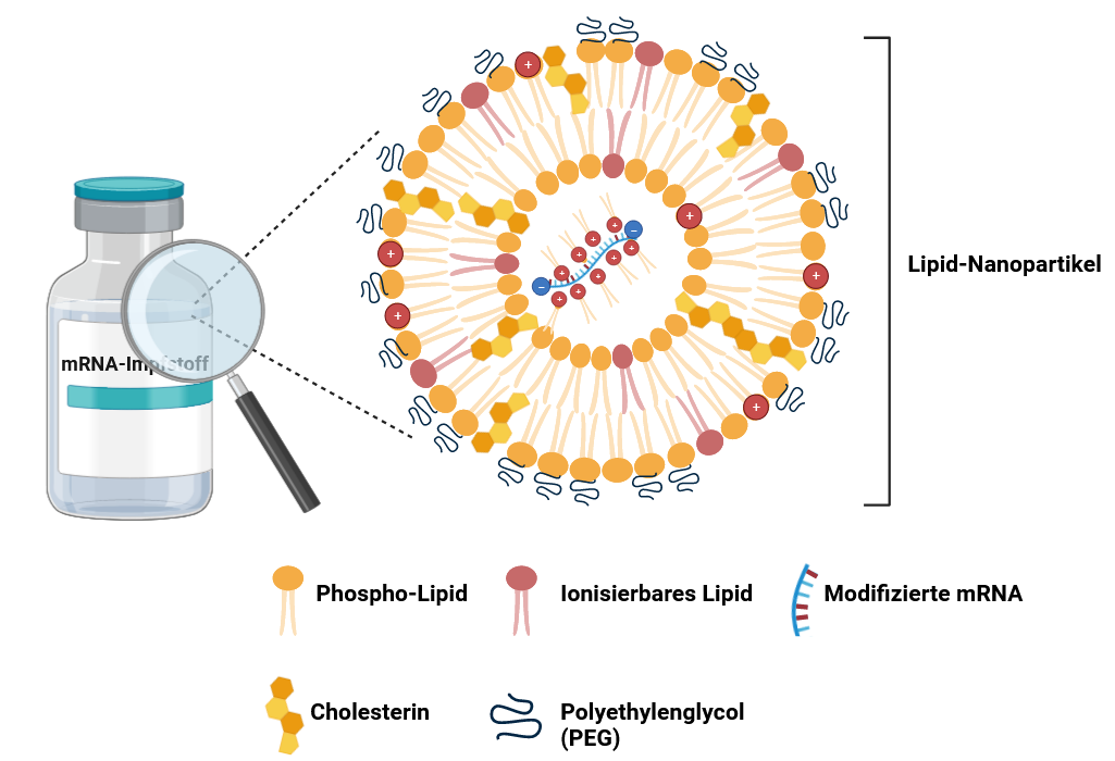 Aufbau gängiger mRNA-Impfstoffe, bestehend aus einem Lipid-Nanopartikel, der die modifzierte mRNA (den Wirkstoff) umhüllt. 