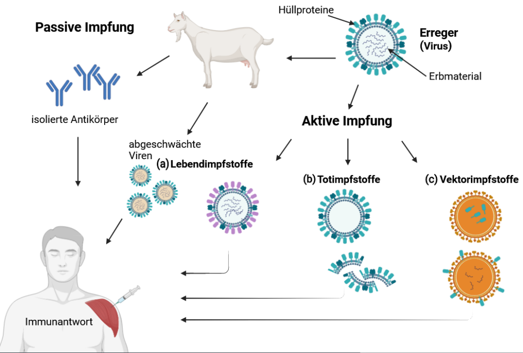 Konventionelle Impfstoffe - Passive und aktive Impfung 