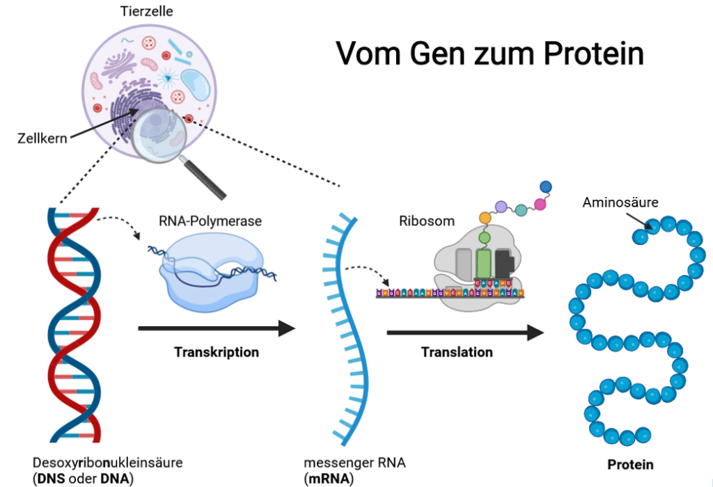 Vom Gen zum Protein - Transkription und Translation